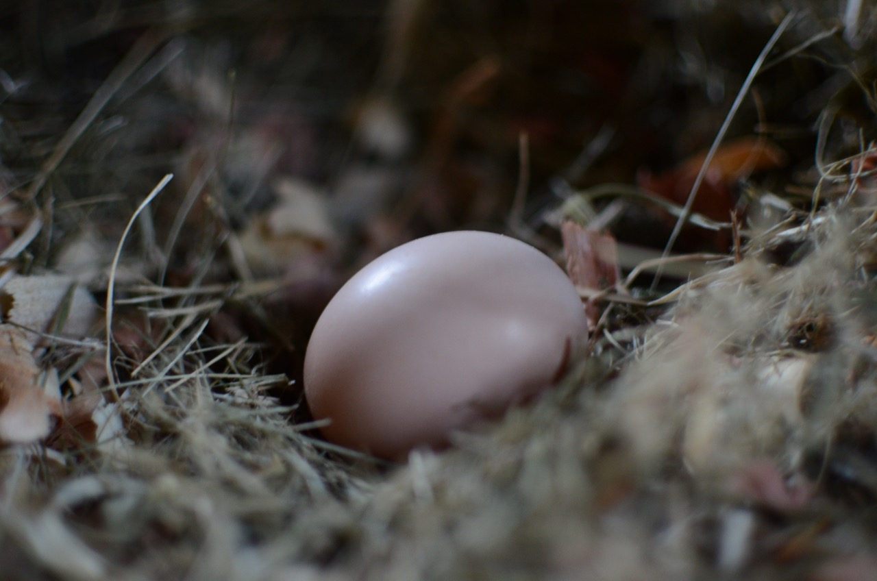 Mon oeuf est tout neuf