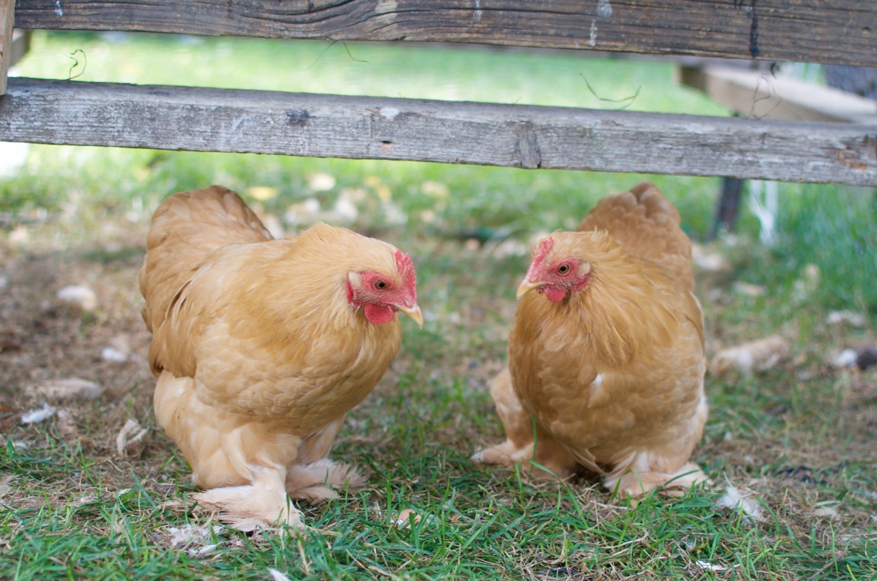 Quand trois poules vont aux champs...